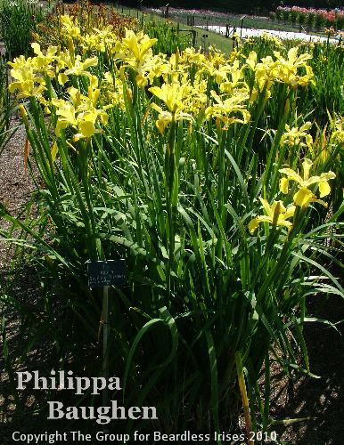 Philippa Baughen (4)